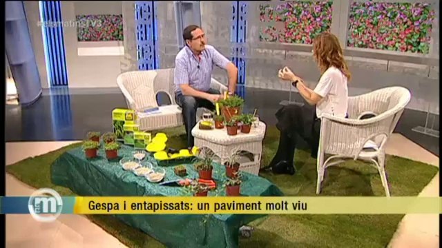 TV3 - Els Matins - Gespa i entapissats: un paviment molt viu