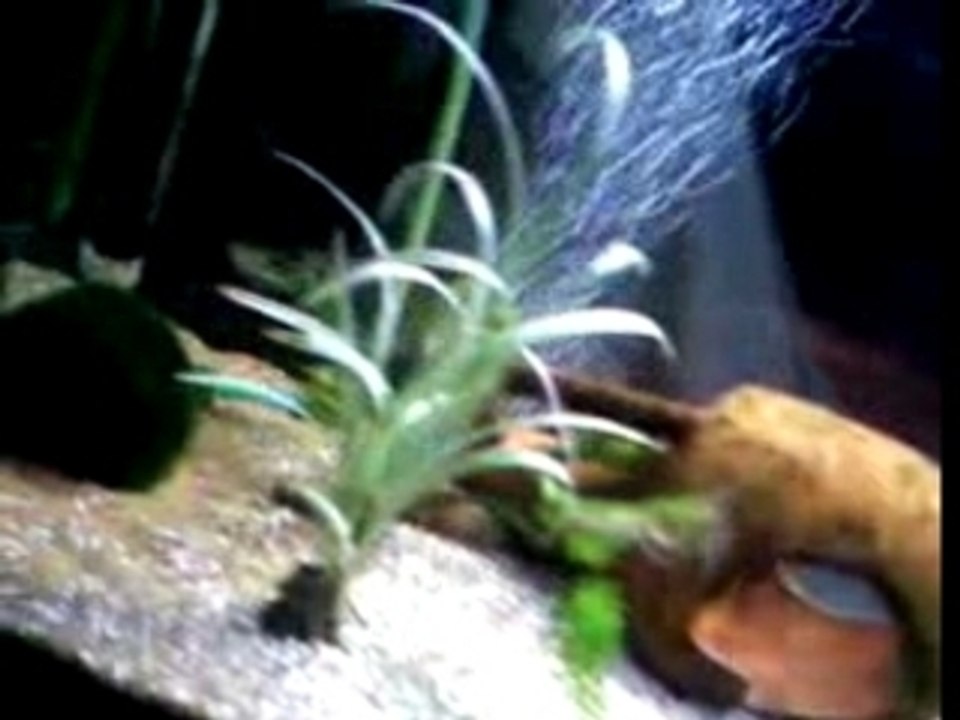 poissons + serpents