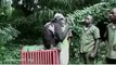 Rescued Chimpanzee was released back in the woods after treatment.