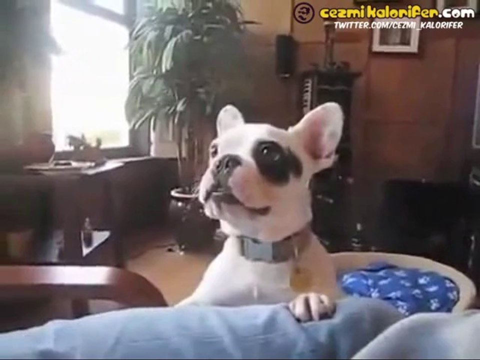 Kendini Kedi Sanan Köpek