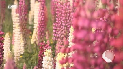 Série de la semaine : au temps des jardins : le jardin de Séricourt