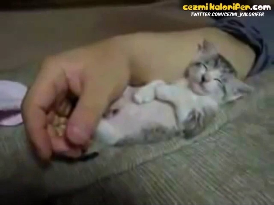 Televizyon İzlerken Uyuyakalan Kedi