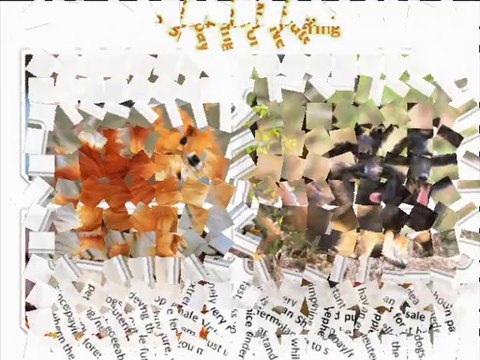 German Shepherd Puppies for Sale in pa - Pick With Love or Care