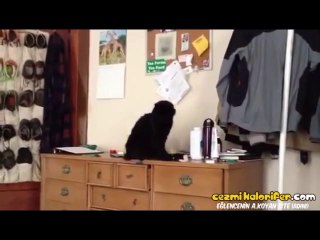 Gamsız Kedi Canını Senin