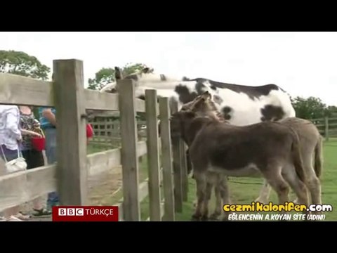 Eşek Kadar Dedikleri Bu Olsa Gerek