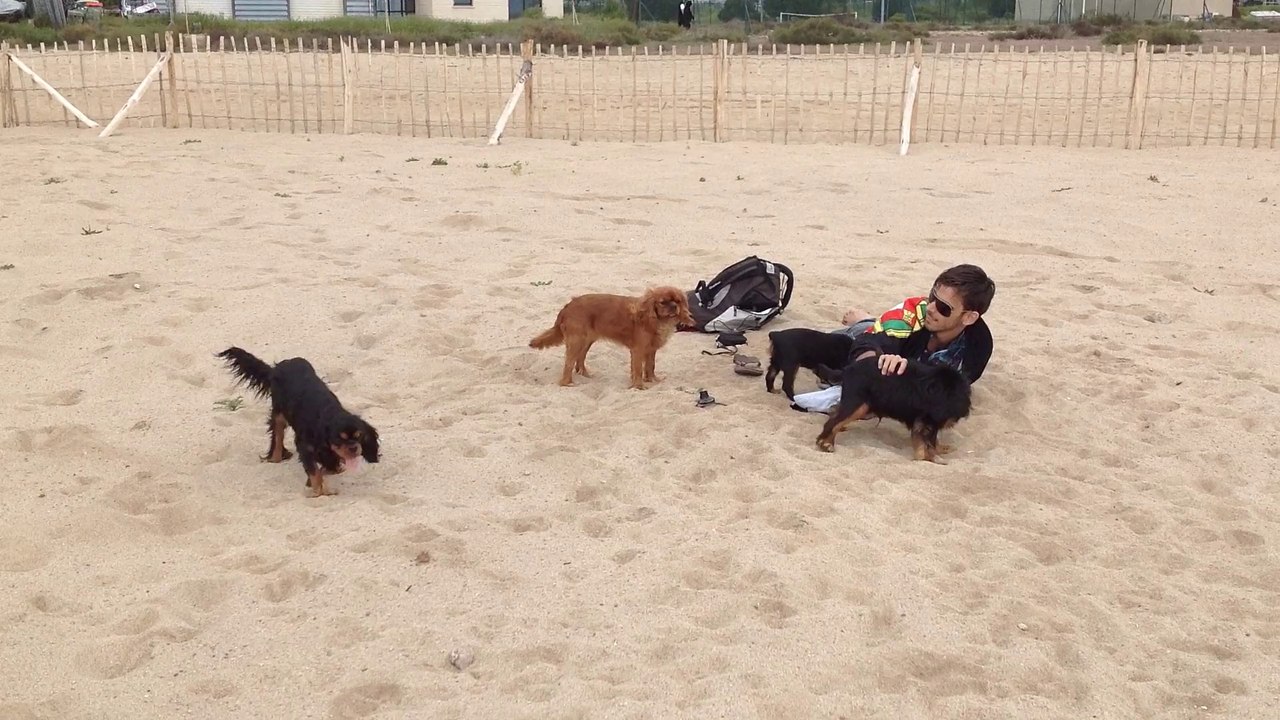 Mes amours de Cavalier King Charles  Holly Day /  Is This Love /  Jewell /  Idaho moon