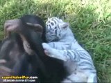 Şempanze Ve Bebek Kaplanın İlginç Arkadaşlığı