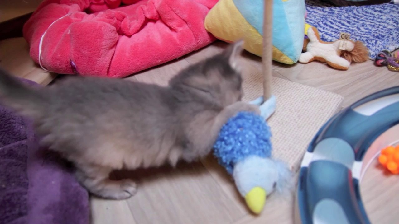 Chatons Somalis et escalier - 5 semaines