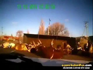 Yola Saçılan İnekler