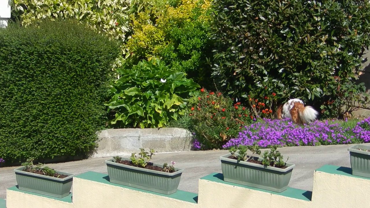 ALTO ET ETOILE DANS LE JARDIN