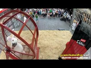 Peynir Kapmak İçin Hamster Gibi Koşturmak