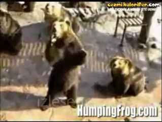 El Sallayıp Yiyecek İsteyen Ayı