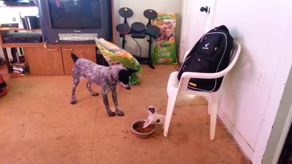 Asabi yavru - takozovic.com