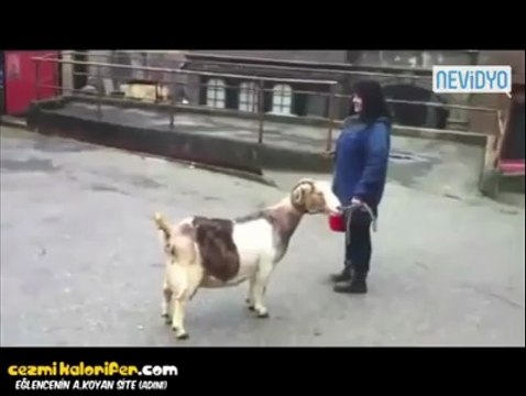 Bir Garip Sesli Keçi