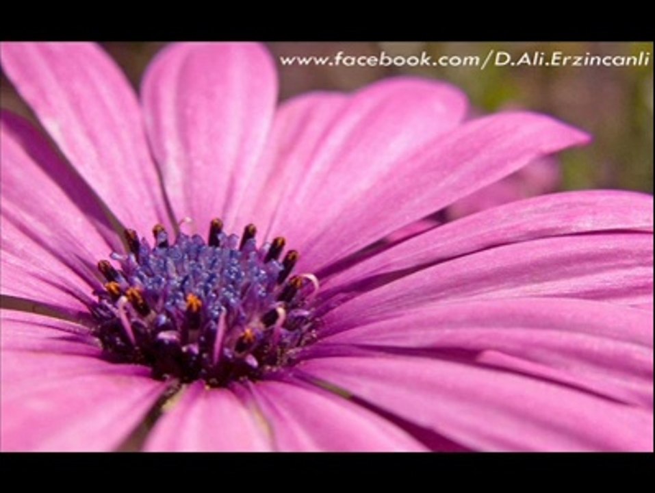 Ashab-ı Muhammed // Dursun Ali Erzincanlı