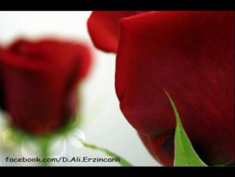 Bir Gül - Fon Müzik (D. Ali Erzincanlı)