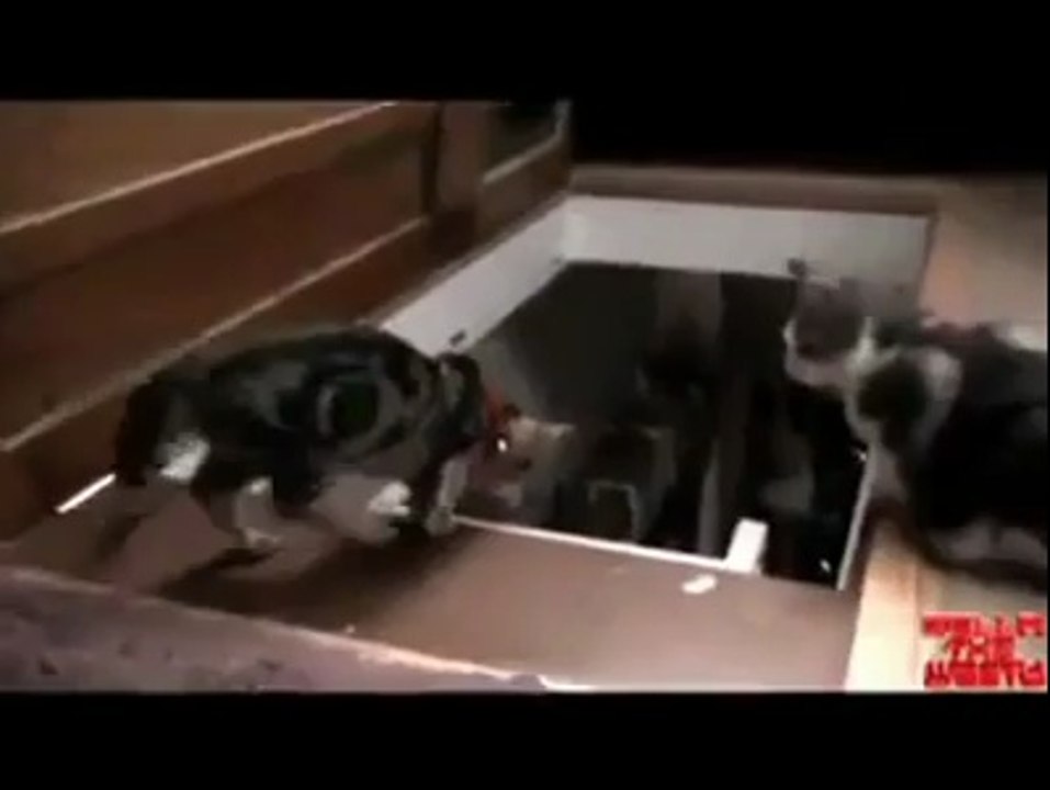 Köpekler İle Kediler Arasındaki Fark