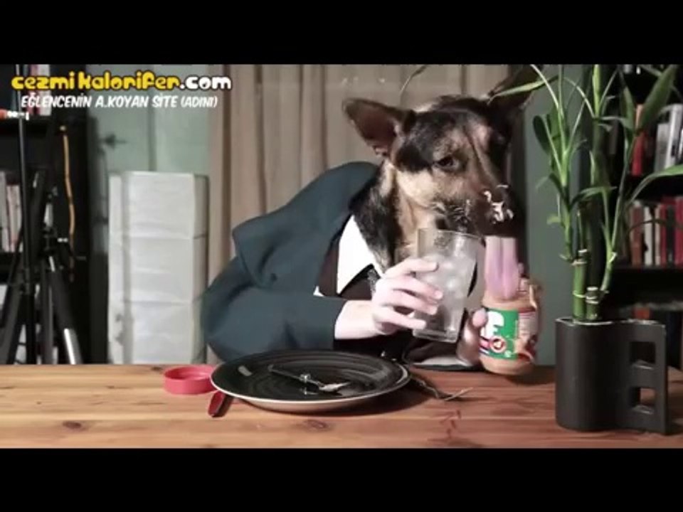 İnsan Gibi Yemek Yiyen Köpek