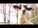 Koyunlu ve Böğürmeli Türk Telekom Reklamı