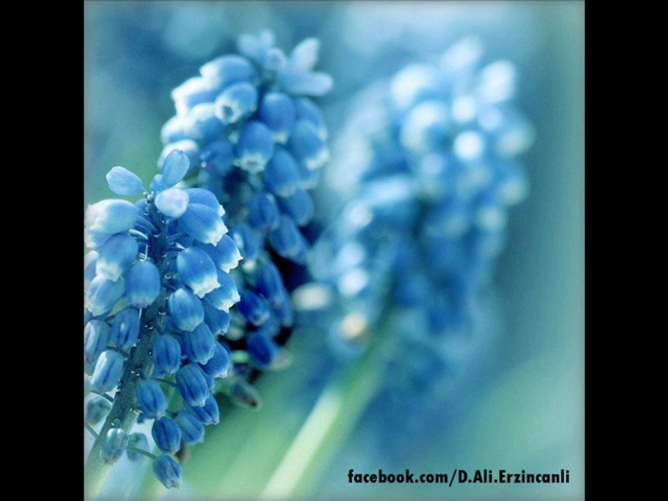 Kaybedenler - Dursun Ali Erzincanlı