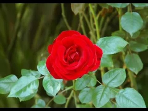 Medine - Dursun Ali Erzincanlı