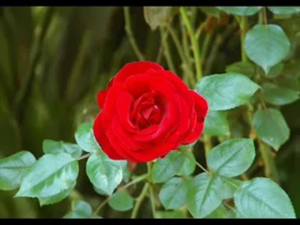 Medine - Dursun Ali Erzincanlı