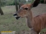 Kamera Gören Şaşkın Antilop