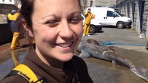 Un requin-pèlerin retrouvé sur une plage de Névez
