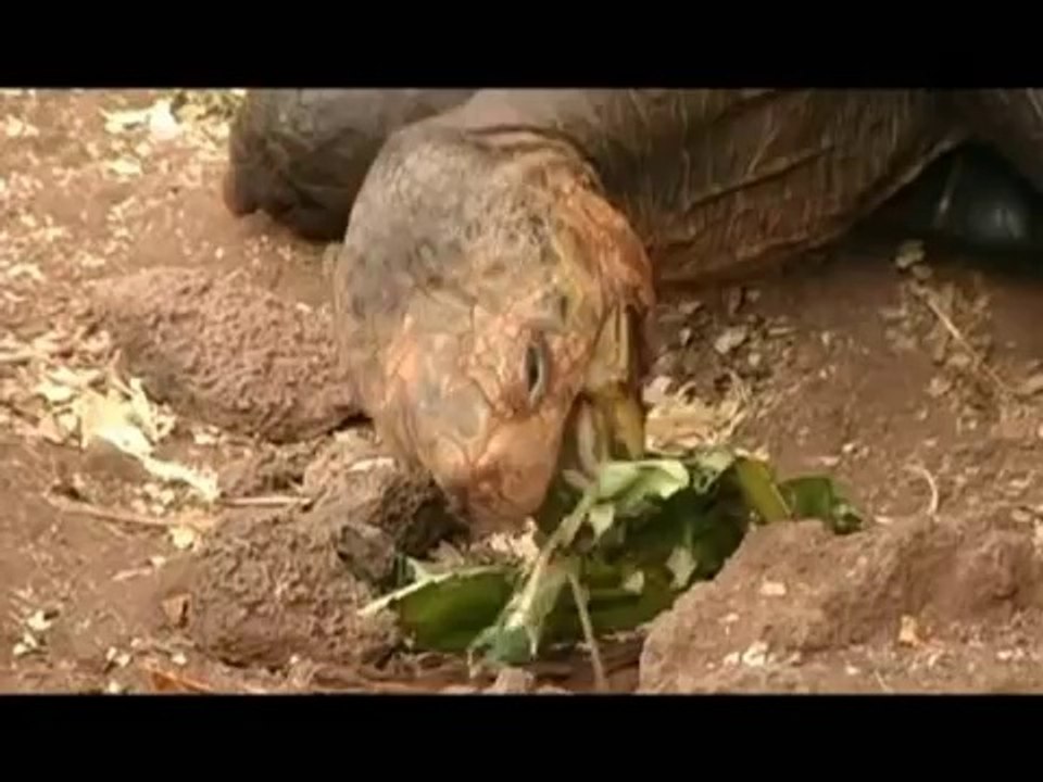 Galapagos Lonesome George: The Pinta Island Tortoise