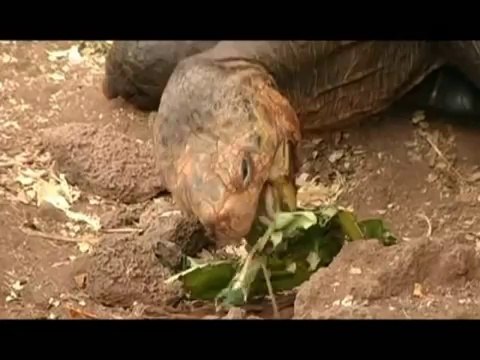 Galapagos Lonesome George: The Pinta Island Tortoise