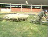 1-Koyunların ve Damızlık Koçların Bakım Beslenmesi