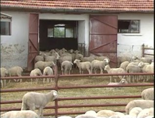 2-Kuzulama, Kuzuların Bakımı ve Beslenmesi, Koyun Barınakları