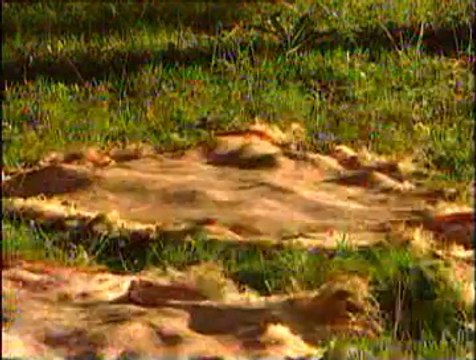 4-Küçükbaş Hayvanlarda Derilerin Yüzülmesi ve Muhafazası