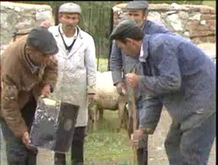 3-Koyunlarda Kırkım, Yapağı ve Banyo