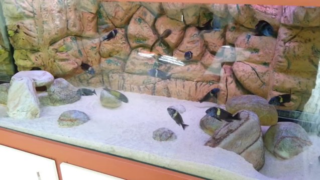 TROPHEUS DUBOİSİ MASWA DAMIZLIK KOLONİ