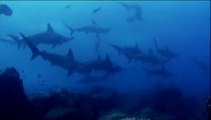 Galapagos Hammerheads: The Scalloped Hammerhead Shark on Wolf & Darwin Island