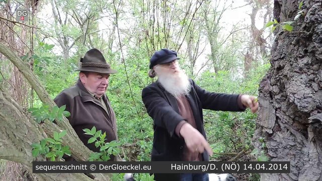 Bürger verhindern Baumfällung in Hainburg (HD)