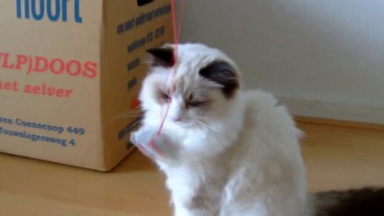 No Playtime for This Kitten