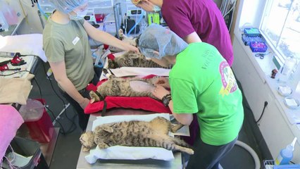 In Washington, a push to sterilize stray cats