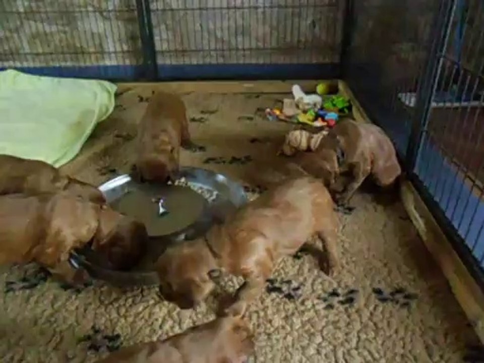 1er repas des bébés. 14-04-2014