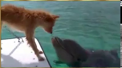 dog meets dolphin