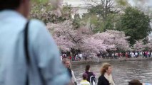 Cherry Blossoms: April 14 at the Indicator Tree