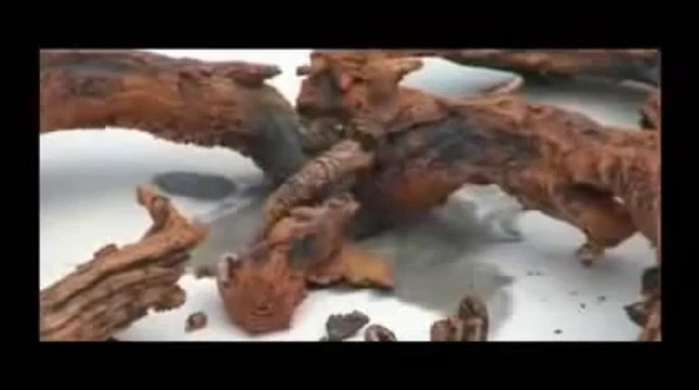 حجر إذا لمسته النار يتحول الى شكل غريب مثل ثعبان ميتStone turns to dead snake if it touches fire