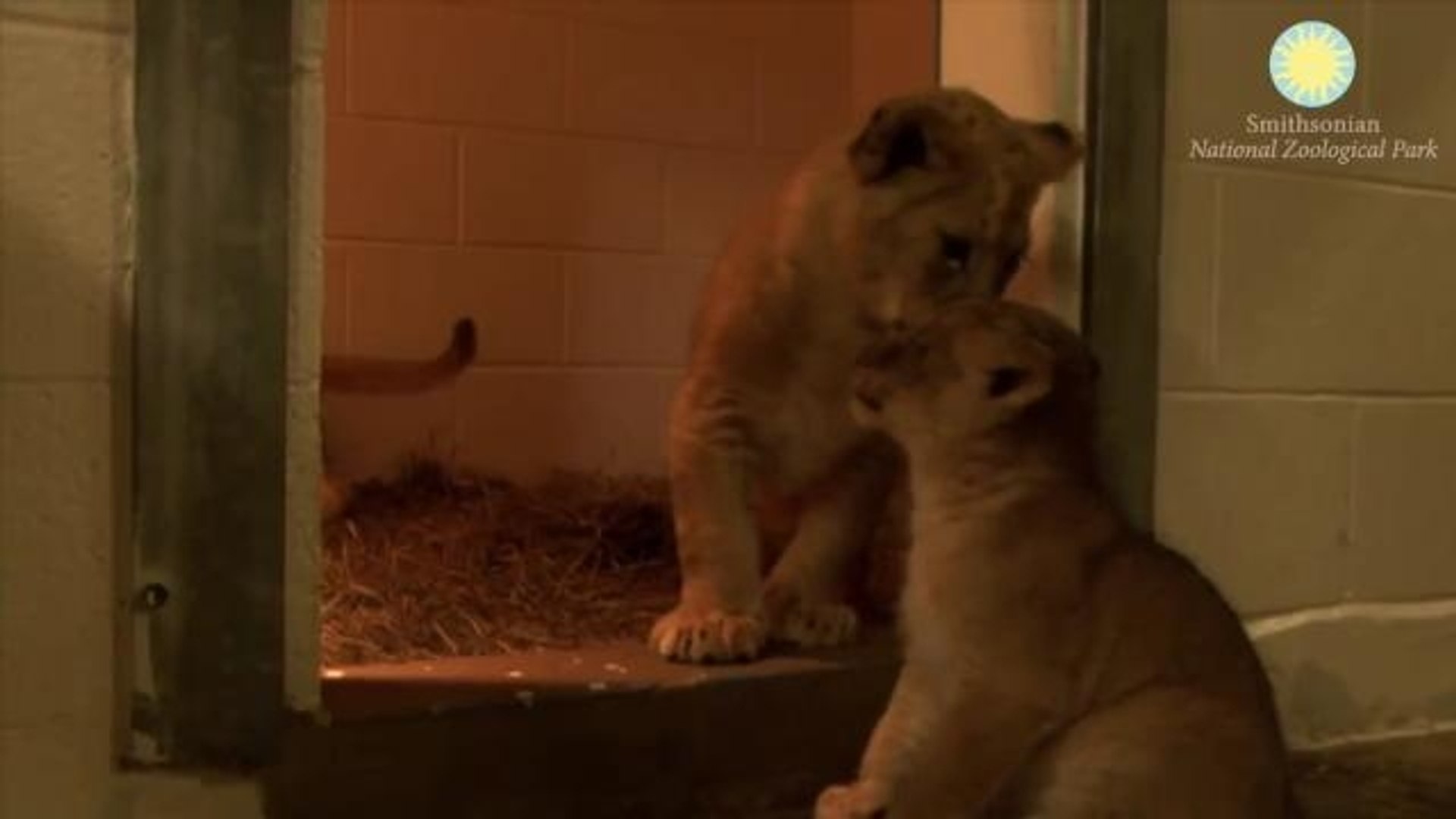 ⁣Adorable Lion Cub Cousins Meet for First Time