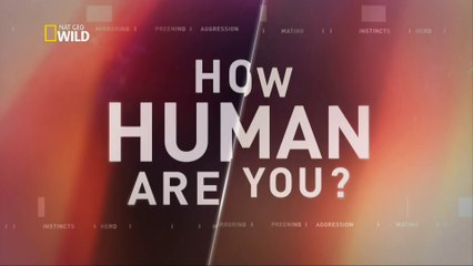 Quao Humano Voce E - Ep 1 O Jogo da Paquera [NatGeo Wild HD]
