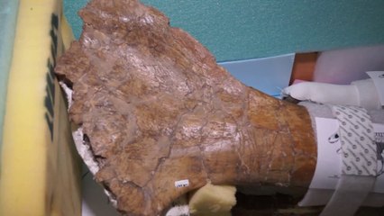 Nation’s T.rex: A fossil packed with care