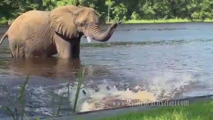 This elephant and dog are best friends.