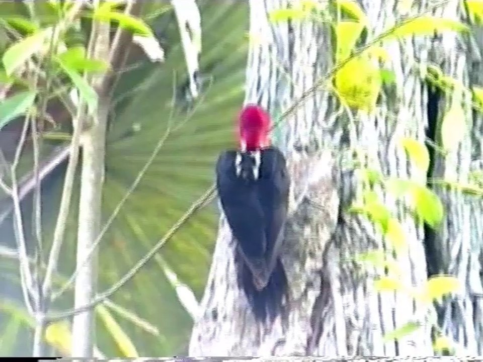 Au cœur des cités mayas 1999