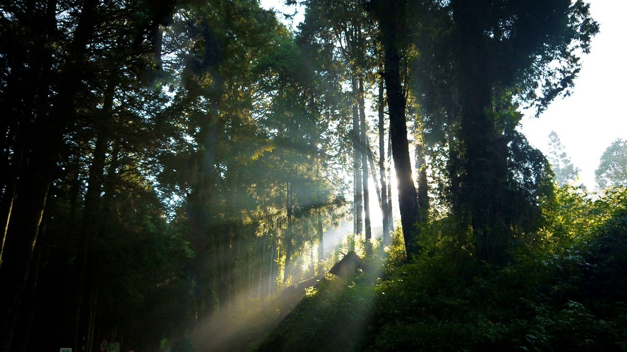Forest