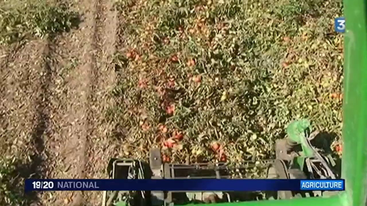 Le marché de la sauce tomate italienne, juteux et parfois frauduleux